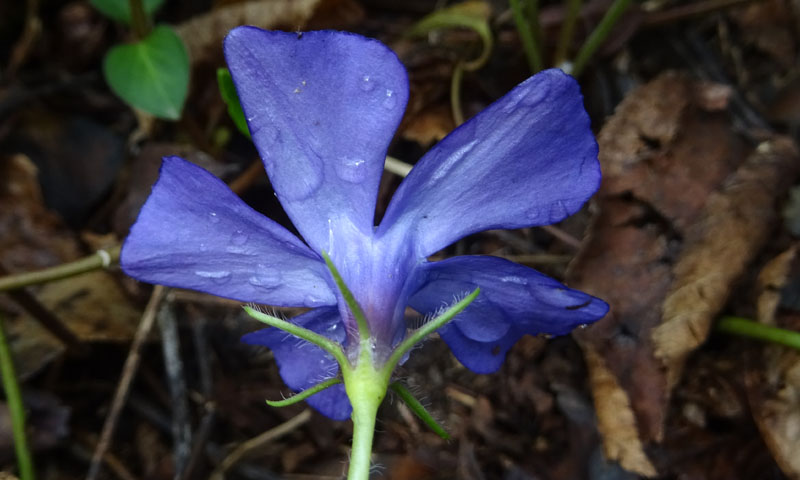 Vinca major / Pervinca maggiore